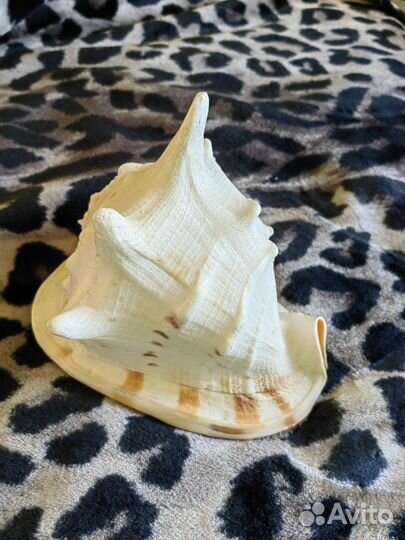Ракушка морская большая Кассис Корнута