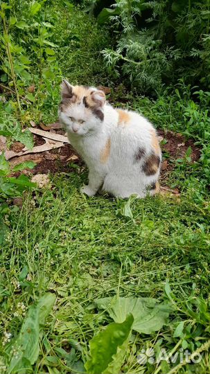 Кошка сирота