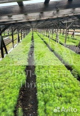 Горная сосна Мугус зкс сеянцы