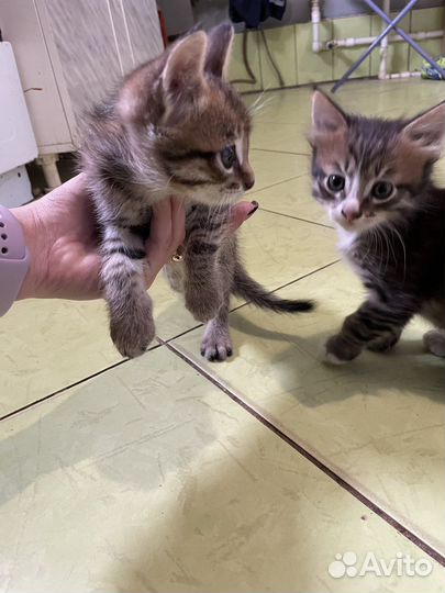 Котята в добрые руки мальчики