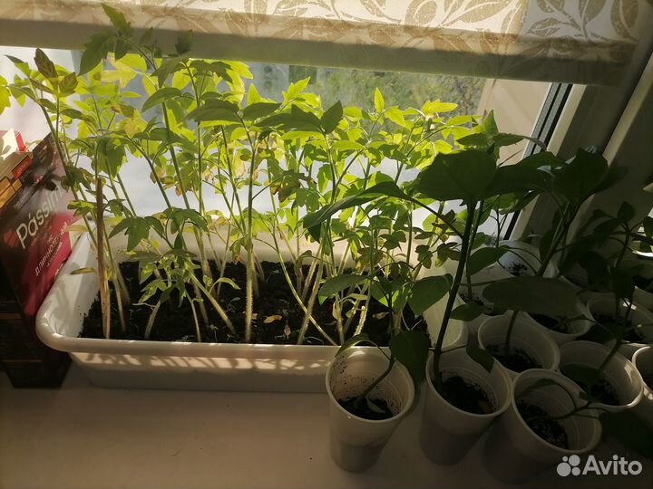 Рассада помидор и перцев