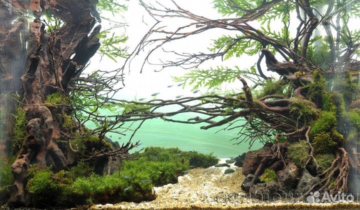 Коряги. Корни азалии. Виноградная лоза