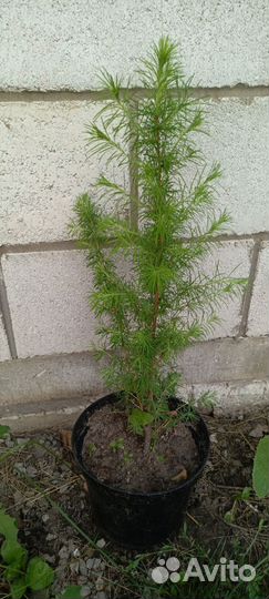 Кедр сибирский*Лиственница сибирская