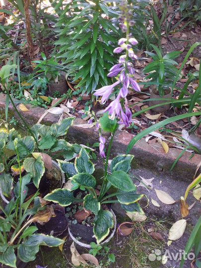 Хоста в 2 л. горшках