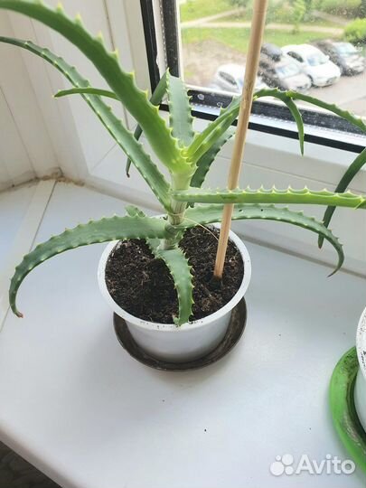 Алоэ лечебное столетник