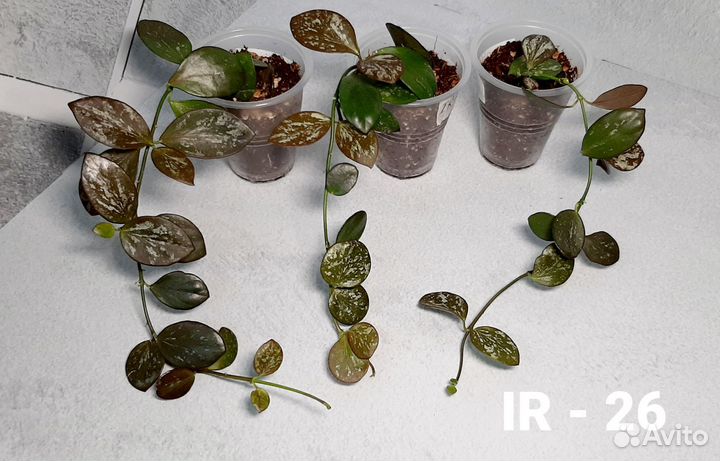 Хойи часть 2