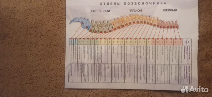 Пояс-жилет для позвоночника