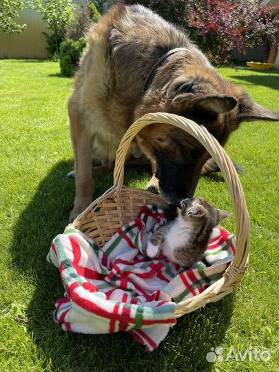 Котёнок Мару