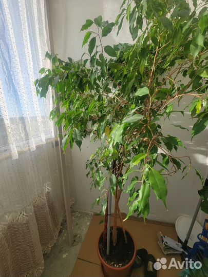 Фикус бенджамина