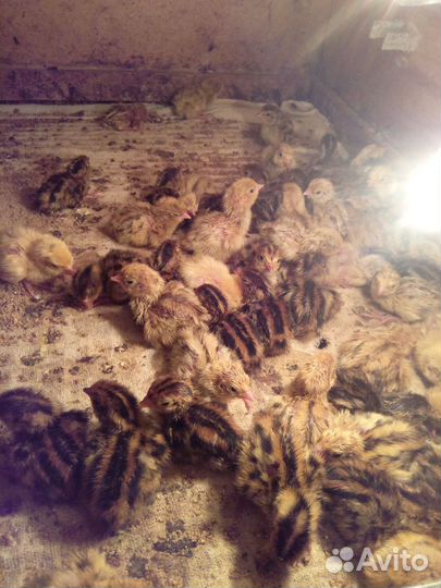 Перепелята