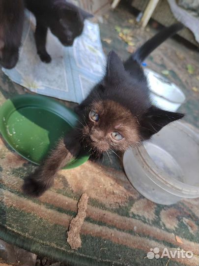 Котята отдам бесплатно