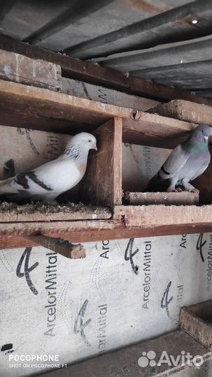 Голуби такла (турки)