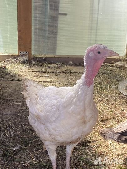 Индюки индюшки