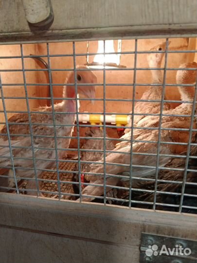 Инкубационное яйцо индейки