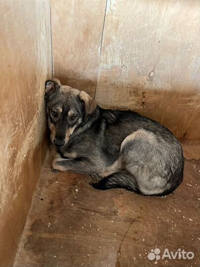 Пес с красивыми глазами в добрые руки