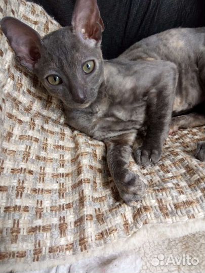 Корниш-рекс