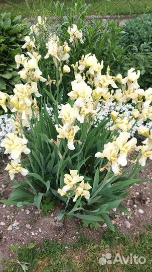 Ирисы бородатые