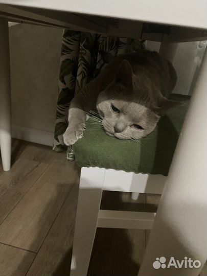 Британская короткошерстная кошка