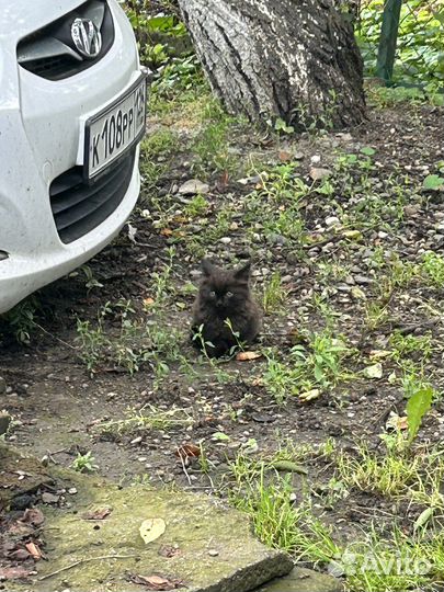 Черный котенок в добрые руки бесплатно