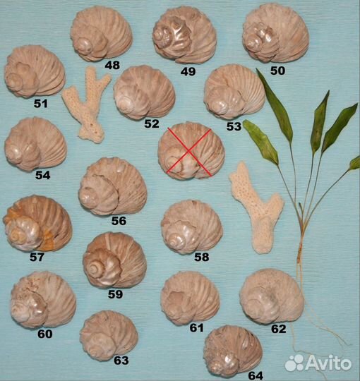 Брахиоподы, гастроподы, цистоидеи, эокриноидеи