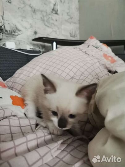 Кошка в дар бесплатно