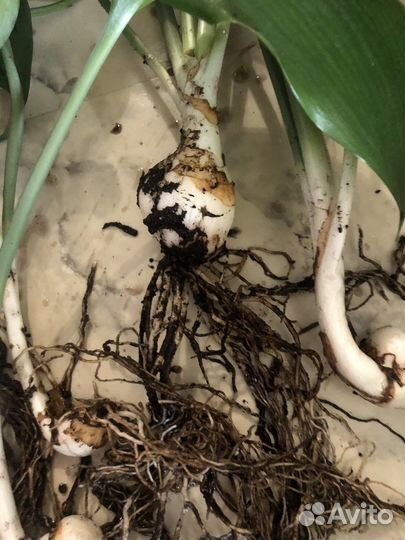 Эухарис амазонская лилия