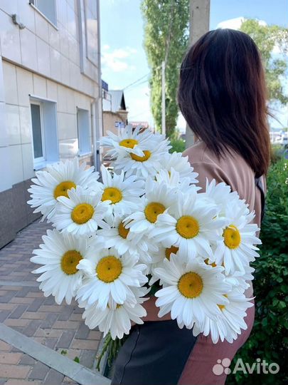 Букеты из ромашек