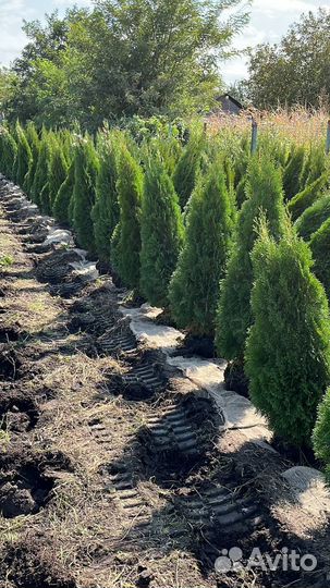 Саженцы Туя западная Смарагд