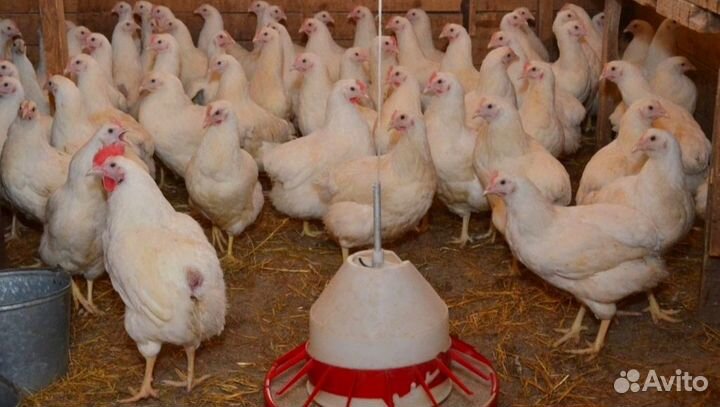 Куры молодки несушки рыжие белые доминанты