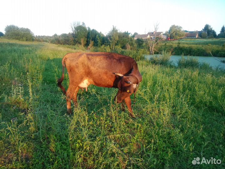 Корова и телка