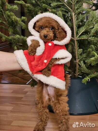 Щенки пуделя