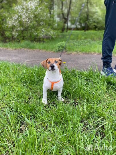 Вязка джек рассел терьер