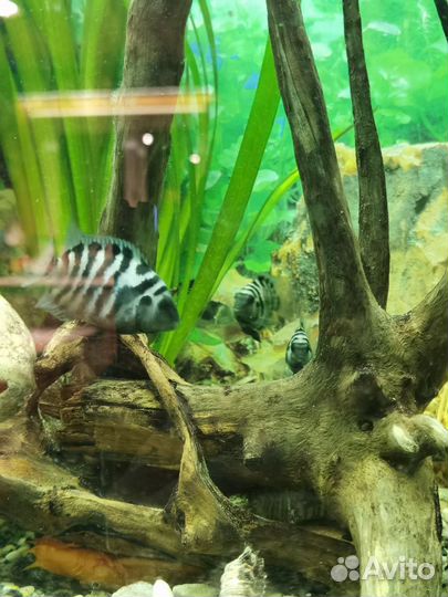 Цихлозома чернополосая