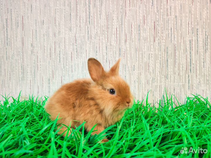 Мини карликовый кролик - добрый, ручной