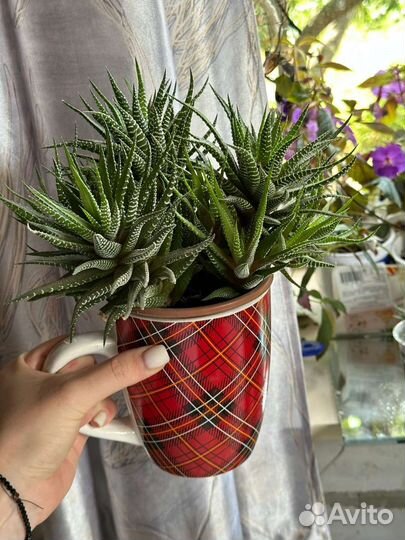 Суккуленты хавортия