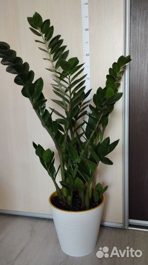 Замиокулькас пересаженный в кашпо 23/95