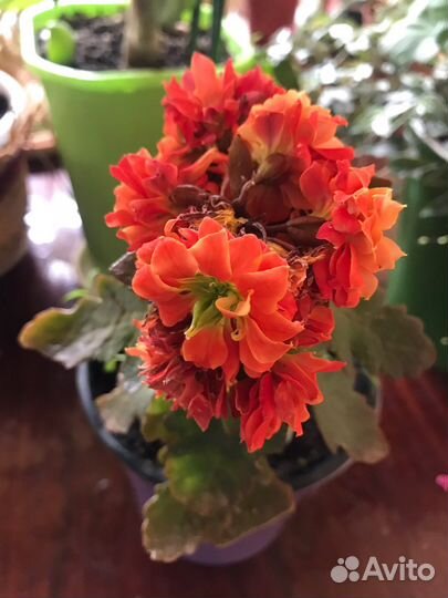 Каланхоэ цветущий и не только