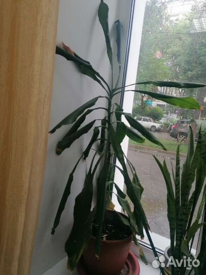 Комнатные цветы драцена