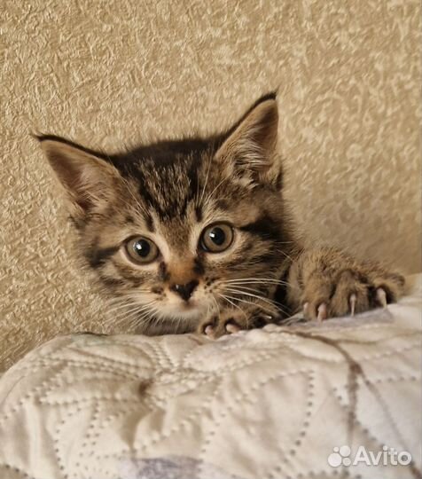 Котята