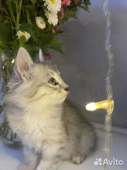Котята в добрые руки даром бесплатно