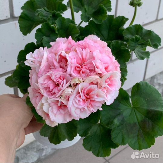 Пеларгония герань Ириол Eternite черенок