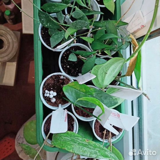 Хойи разные