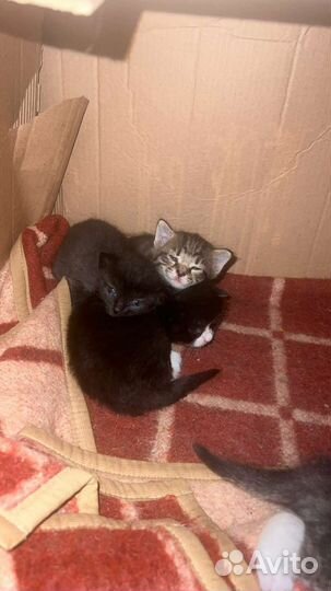 Котята 1мес в добрые руки