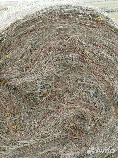 Продам сено в рулонах