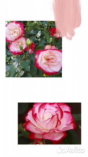 Розочки оптом и розницей