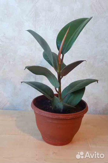 Фикус Эластика Робуста