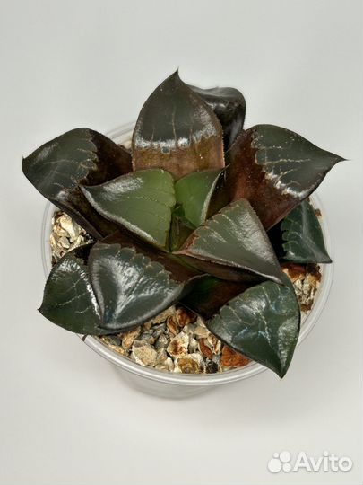 Комнатные растения: суккуленты 2