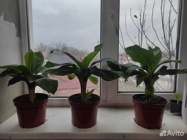 Саженцы Банана Кавендиш