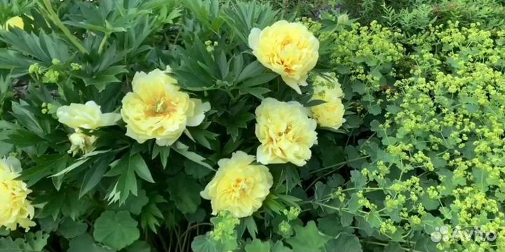 Пион Бартзелла