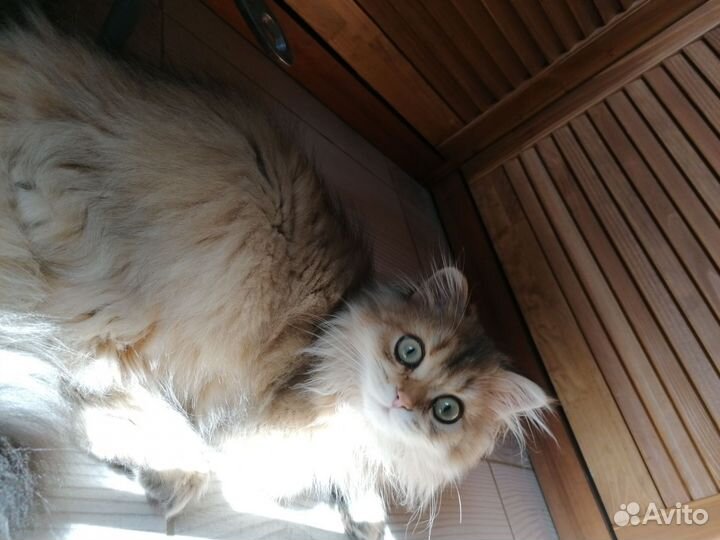 Котята золотая шиншилла